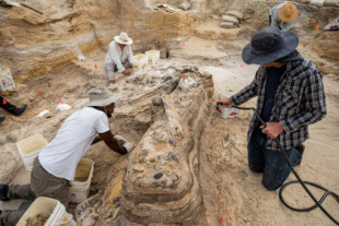 Paleontólogos descubren un gran cementerio de elefantes de hace 5 millones de años en el norte de Florida