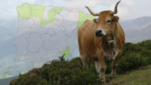 Asturias es zona libre de tuberculosis: el Principado controla al 100% de las ganaderías pese a no ser obligatorio