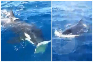 Orcas destrozan el timón de un barco en un impactante vídeo: Rodeados [EN]