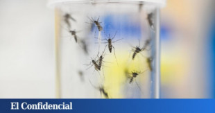 La invasión sin precedentes de mosquitos en el Mediterráneo desata el temor a enfermedades
