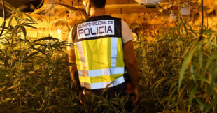 La droga fácil de producir y que cada vez ‘coloca’ más: España se convierte en la mayor plantación de marihuana de Europa