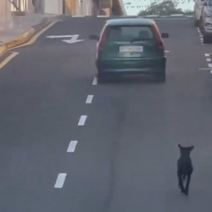 Buscan a una conductora que fue grabada intentando abandonar a un perro