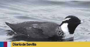 Un rarísimo pájaro procedente de Alaska concita a cientos de ornitólogos en una playa de Huelva