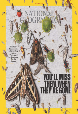 Insecticidio: el apocalipsis de los insectos