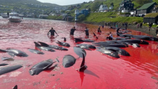 Empieza la masacre anual de cetáceos en las islas Feroe: 570 delfines muertos