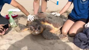 Una tortuga marina pone 62 huevos en la Playa Norte de Gandia
