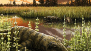 Tramuntanasaurio, el nuevo reptil descubierto en Mallorca con más de 270 millones de años