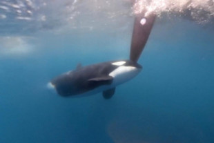 Las orcas atacan a la flota de The Ocean Race: 'Ha sido aterrador'