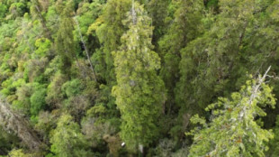 El árbol más alto de Asia se ocultaba en el cañón más profundo del mundo en China