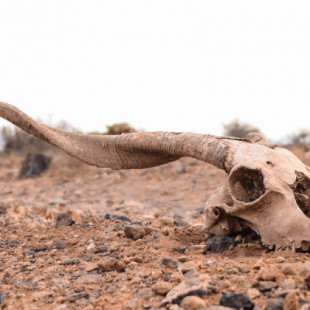 La Tierra ya ha entrado en la sexta gran extinción