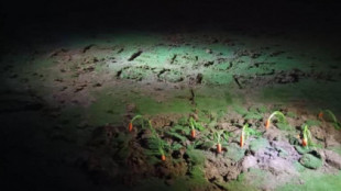 Activistas climáticos tapan con cemento hoyos de golf para denunciar el "despilfarro de agua"