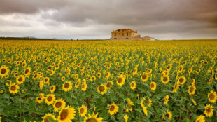 Los mejores campos de girasoles de España: gira, gira, girasol