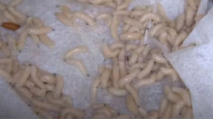 La milenaria técnica para curar heridas con larvas vivas que se está usando en algunos hospitales ante la escasez de antibióticos