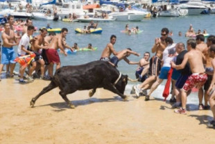 Muere un toro ahogado durante la celebración de 'Bous a la mar' en Dénia