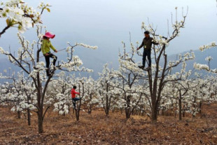 En China los agricultores polinizan a mano los frutales