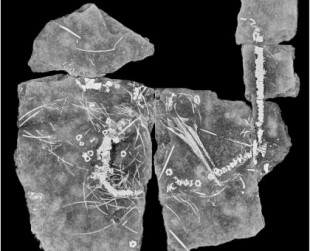 Identifican con rayos X un misterioso fósil de 240 millones de años de antigüedad