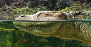 Descubierto un aligátor prehistórico, emparentado con una especie en peligro de extinción