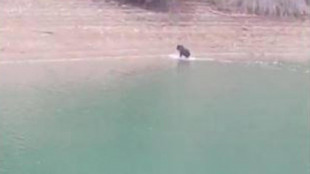 Vídeo: El baño de un oso en el pantano de Riaño para aliviar el calor