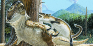 Un fósil extraordinario muestra que los primeros mamíferos atacaban y devoraban dinosaurios