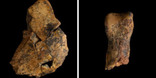 Hallan en Atapuerca los primeros restos de Homo antecessor, nuestro ancestro caníbal, en veinte años