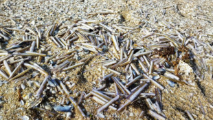 La muerte masiva de marisco en A Lanzada se debió a la alta temperatura del agua del mar