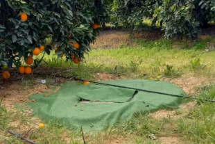 La finca de la Casa de Alba denunciada por pozos ilegales produjo más de 60.600 toneladas de naranjas desde 2010