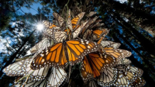 Málaga logra reproducir mariposas monarcas, una especie en peligro de extinción, originaria de EEUU