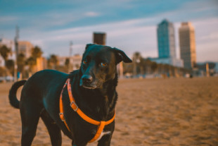 Barcelona tiene más perros que niños por primera vez en la historia