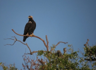 El águila imperial se acerca a la extinción en Doñana