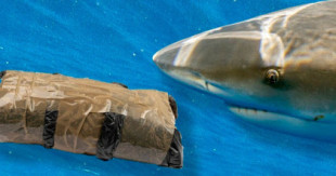 Los tiburones de Florida parecen estar consumiendo la cocaína que los traficantes pierden en el mar