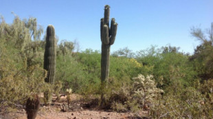 El calor récord en Phoenix está matando a los cactus