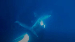 Orca desgarra un tiburón ballena y se come su hígado en imágenes extremadamente raras [ENG]