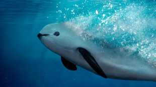 La vaquita marina sigue en peligro de extinción