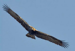 El águila imperial de Doñana, en situación "crítica": solo tres pollos han logrado volar