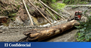 Hachazo al pulmón de Europa: la 'mafia' de la madera se forra con los últimos bosques vírgenes