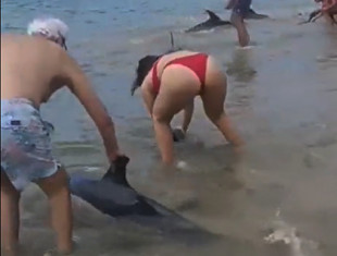 15 delfines atrapados en playas de la Ría de Ferrol a salvo gracias a voluntarios, Cemma y Protección Civil
