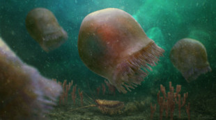 Descubierta la medusa más antigua: medía unos 20 cm y vivió hace más de 500 millones de años
