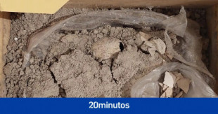 Hallan en México un huevo fósil de flamenco del pleistoceno, el primero en América