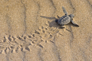 Ecologistas en Acción custodiará el primer nido de tortuga boba del sur de Alicante