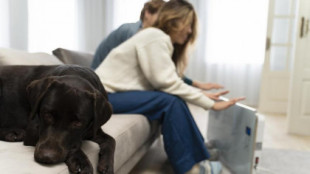 Divorcios con mascotas: de los 20 euros al mes por cada perro, a la custodia compartida