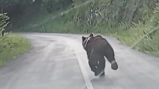 El VÍDEO que muestra lo que no debes hacer si te tropiezas con un oso en Asturias: ocurrió en la montaña central asturiana