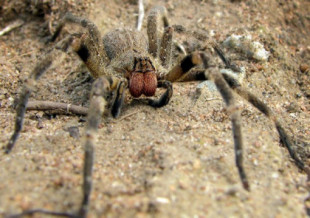 Un supermercado se ve obligado a cerrar por una araña que puede causar erecciones largas y dolorosas