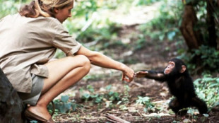 Jane Goodall y el pequeño Flint: la icónica foto que cambió la manera en que entendemos el mundo animal