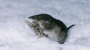 Descubren un diminuto ratón ártico (en realidad de la extinta familia Gypsonictopidae) que vivió en la era de los dinosaurios