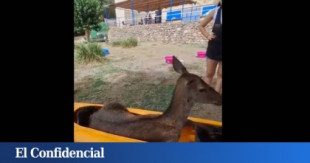 Un bañista rescata a una cierva en kayak que estaba a punto de ahogarse en Lagunas de Ruidera