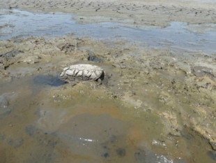 Los últimos galápagos de Doñana se aferran a la vida atrapados en un barrizal