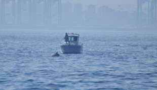 Denuncian que los pescadores ilegales "acosan" a los delfines de la Bahía de Algeciras