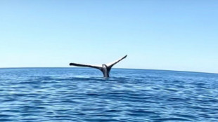 Qué hay detrás del australiano que filma a una ballena “aparentemente” congelada
