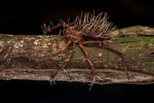 Insectos zombis, la necropsia de una ballena y un embrión de dinosaurio: las imágenes más asombrosas del mundo natural