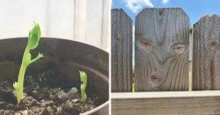 Cosas con caras. Simpáticas fotos de pareidolia